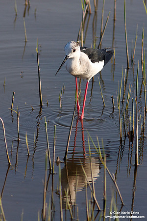 Himantopus himantopus / Cavaliere d'Italia / Black-winged stilt / Échasse blanche