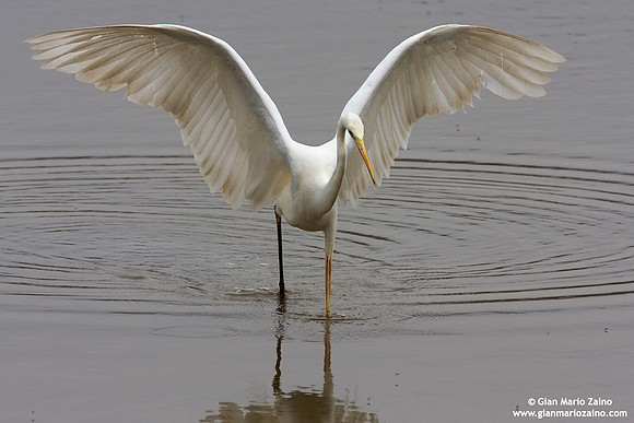 Casmerodius albus / Airone bianco maggiore / Great Egret / Grande Aigrette