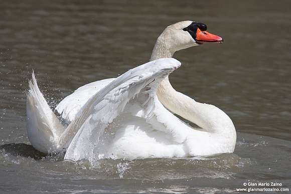 Cygnus olor / Cigno reale / Mute Swan / Cygne tuberculé