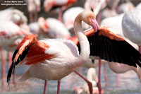 Phoenicopterus roseus / Fenicottero rosa / Greater Flamingo / Flamant rose