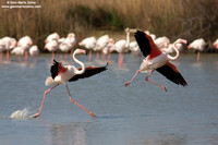 Phoenicopterus roseus / Fenicottero rosa / Greater Flamingo / Flamant rose
