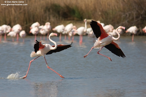 Phoenicopterus roseus / Fenicottero rosa / Greater Flamingo / Flamant rose