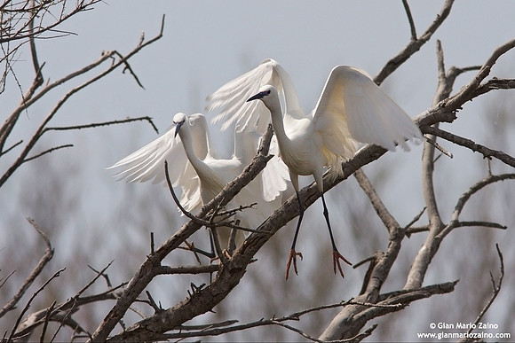 Egretta garzetta / Garzetta / Little egret / Aigrette garzette