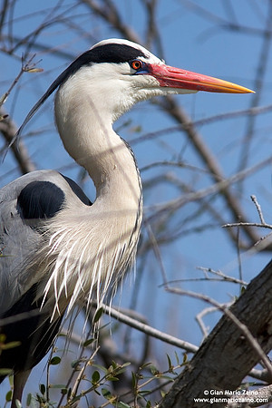 Ardea cinerea / Airone cenerino / Grey heron / Héron cendré