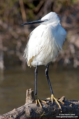 Egretta garzetta / Garzetta / Little egret / Aigrette garzette