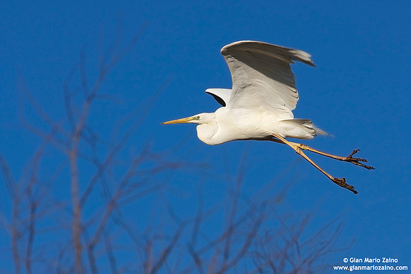 Casmerodius albus / Airone bianco maggiore / Great Egret / Grande Aigrette