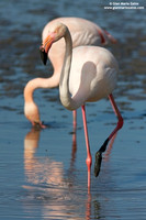 Phoenicopterus roseus / Fenicottero rosa / Greater Flamingo / Flamant rose