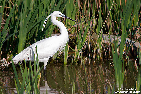 Egretta garzetta / Garzetta / Little egret / Aigrette garzette
