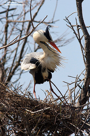 Ardea cinerea / Airone cenerino / Grey heron / Héron cendré