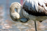 Phoenicopterus roseus / Fenicottero rosa / Greater Flamingo / Flamant rose