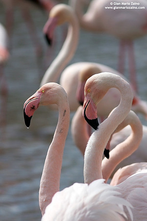 Phoenicopterus roseus / Fenicottero rosa / Greater Flamingo / Flamant rose
