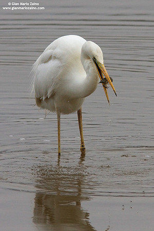 Casmerodius albus / Airone bianco maggiore / Great Egret / Grande Aigrette