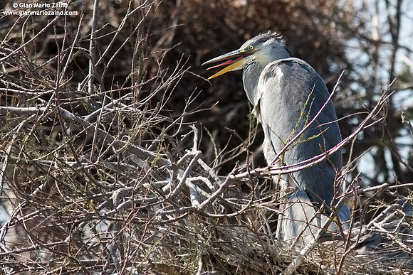 Ardea cinerea / Airone cenerino / Grey heron / Héron cendré