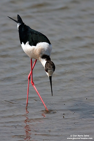 Himantopus himantopus / Cavaliere d'Italia / Black-winged stilt / Échasse blanche