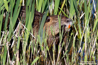 Myocastor coypus / Nutria / Coypu/ Ragondin