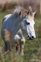 Equus caballus / Cavallo di Camargue / Camargue horse / Cheval gris de Camargue