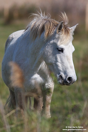 Equus caballus / Cavallo di Camargue / Camargue horse / Cheval gris de Camargue
