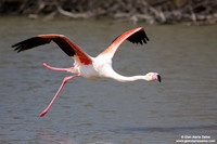 Phoenicopterus roseus / Fenicottero rosa / Greater Flamingo / Flamant rose