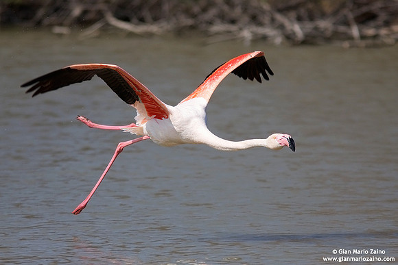 Phoenicopterus roseus / Fenicottero rosa / Greater Flamingo / Flamant rose