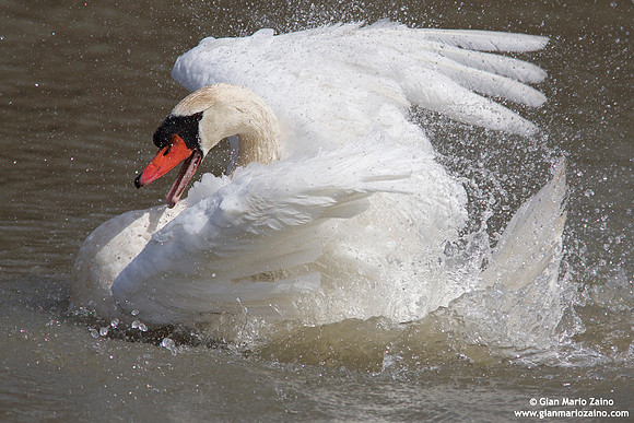 Cygnus olor / Cigno reale / Mute Swan / Cygne tuberculé