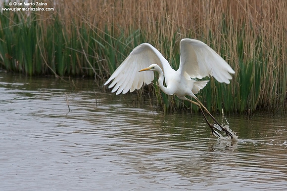 Casmerodius albus / Airone bianco maggiore / Great Egret / Grande Aigrette