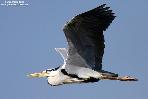 Ardea cinerea / Airone cenerino / Grey heron / Héron cendré