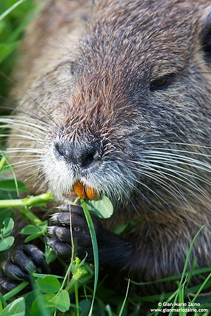 Myocastor coypus / Nutria / Coypu/ Ragondin