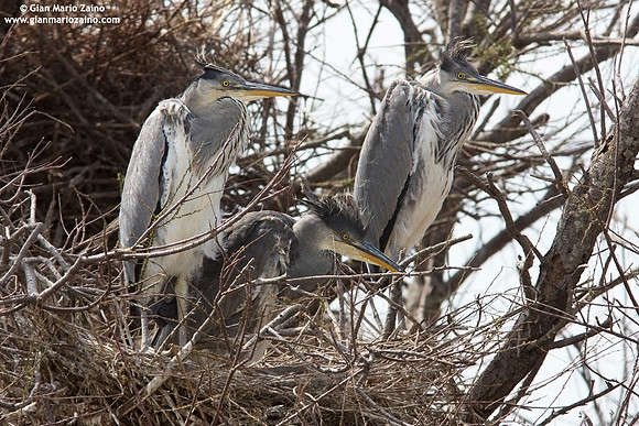 Ardea cinerea / Airone cenerino / Grey heron / Héron cendré