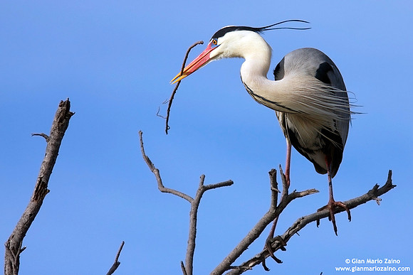 Ardea cinerea / Airone cenerino / Grey heron / Héron cendré