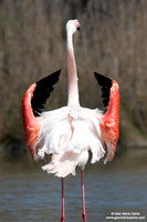 Phoenicopterus roseus / Fenicottero rosa / Greater Flamingo / Flamant rose