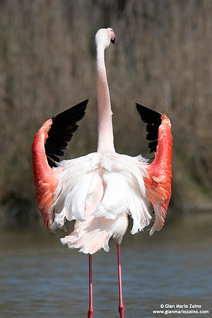 Phoenicopterus roseus / Fenicottero rosa / Greater Flamingo / Flamant rose