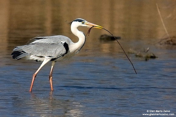 Ardea cinerea / Airone cenerino / Grey heron / Héron cendré