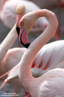 Phoenicopterus roseus / Fenicottero rosa / Greater Flamingo / Flamant rose