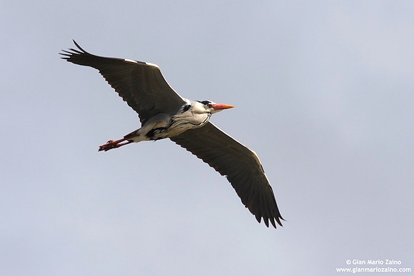 Ardea cinerea / Airone cenerino / Grey heron / Héron cendré