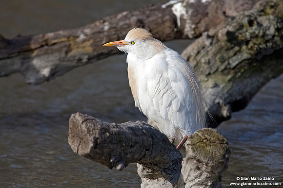 Bubulcus ibis / Airone guardabuoi / Cattle egret / Héron garde-bœufs
