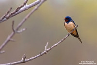 Hirundo rustica / Rondine / Barn swallow / Hirondelle rustique