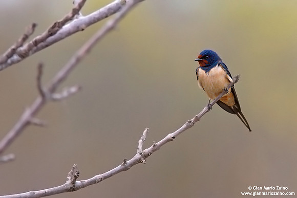Hirundo rustica / Rondine / Barn swallow / Hirondelle rustique