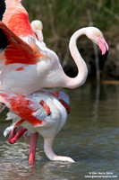 Phoenicopterus roseus / Fenicottero rosa / Greater Flamingo / Flamant rose
