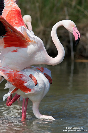 Phoenicopterus roseus / Fenicottero rosa / Greater Flamingo / Flamant rose