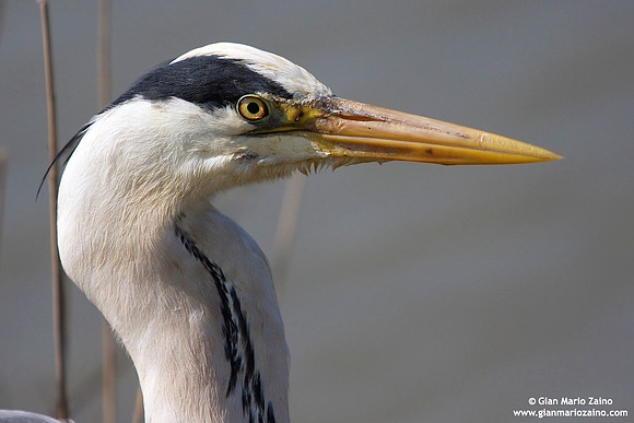 Ardea cinerea / Airone cenerino / Grey heron / Héron cendré