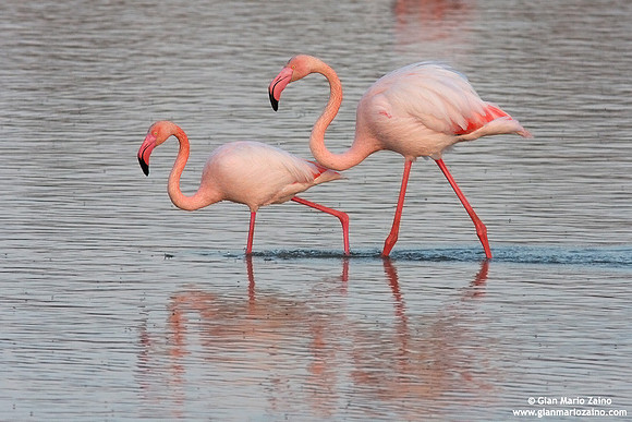 Phoenicopterus roseus / Fenicottero rosa / Greater Flamingo / Flamant rose