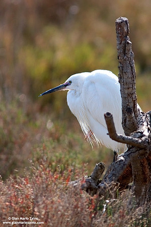 Egretta garzetta / Garzetta / Little egret / Aigrette garzette