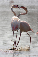 Phoenicopterus roseus / Fenicottero rosa / Greater Flamingo / Flamant rose
