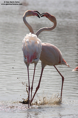 Phoenicopterus roseus / Fenicottero rosa / Greater Flamingo / Flamant rose