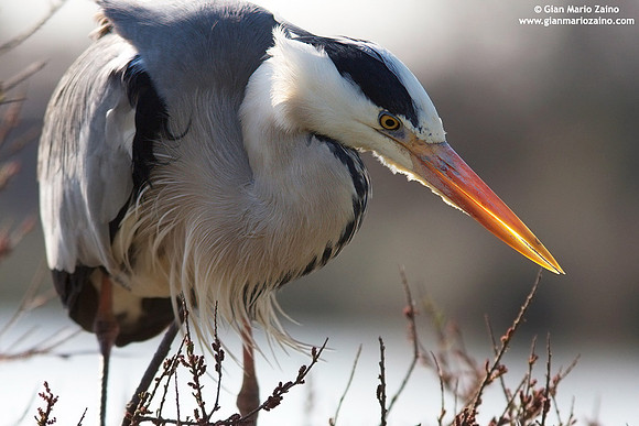 Ardea cinerea / Airone cenerino / Grey heron / Héron cendré