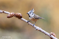 Parus cristatus / Cincia dal ciuffo / Crested tit / Mésange huppée