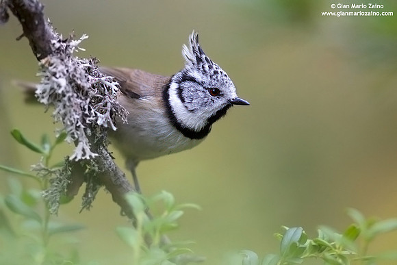 Parus cristatus / Cincia dal ciuffo / Crested tit / Mésange huppée