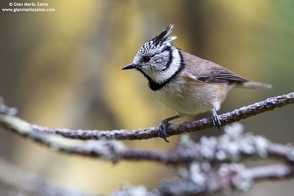 Parus cristatus / Cincia dal ciuffo / Crested tit / Mésange huppée