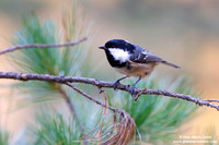 Parus palustris / Cincia bigia / Marsh tit / Mésange nonnette