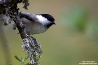 Parus palustris / Cincia bigia / Marsh tit / Mésange nonnette